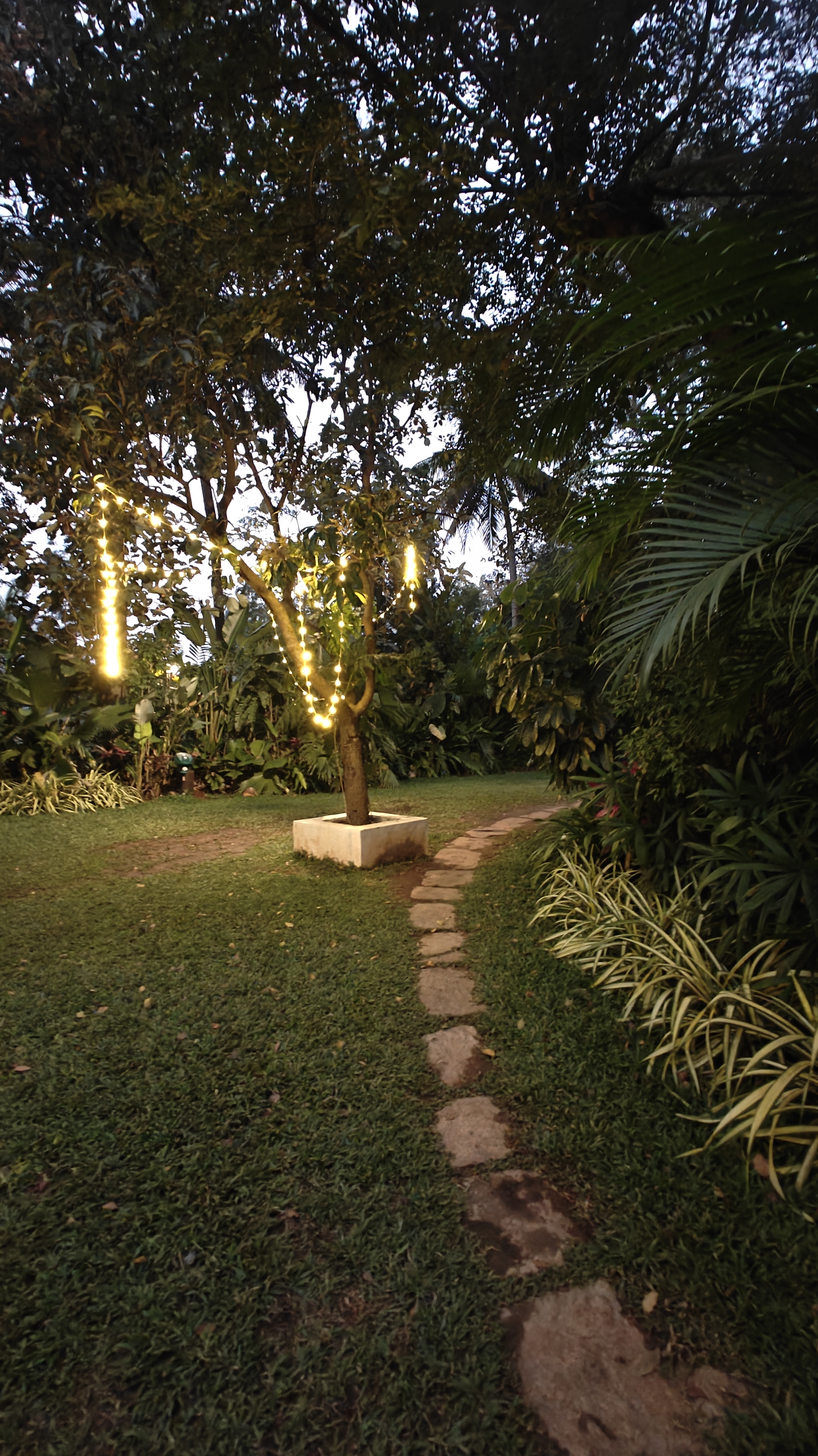 Fairy lights